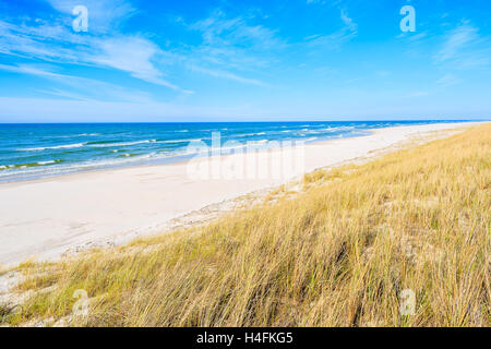 Ein Blick auf schöne Strandhafer auf Sanddüne an Ostsee, Bialogora Küstendorf, Polen Stockfoto