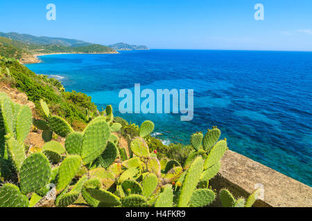 Kakteen auf Küste von Capo Boi und schöne azurblaue Meerwasser, Insel Sardinien, Italien Stockfoto