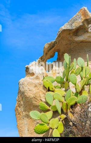 Grüne Kaktuspflanzen wachsen auf Felsformation, Punta Molentis, Insel Sardinien, Italien Stockfoto