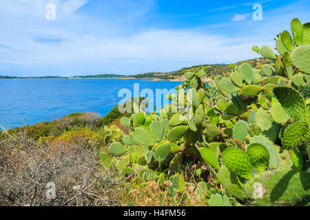 Grüner Kaktuspflanzen wachsen auf Sardiniens Insel an der Punta Molentis Bay, Italien Stockfoto