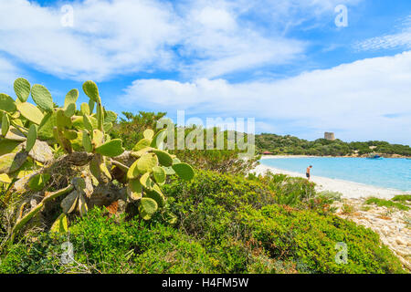 Grüner Kaktuspflanzen am Strand von Cala Pira, Insel Sardinien, Italien Stockfoto