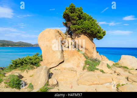 Grüne Kiefer wächst auf einem Felsen und schönen azurblauen Meerwasser von Porto Giunco Bucht im Hintergrund, Insel Sardinien, Italien Stockfoto