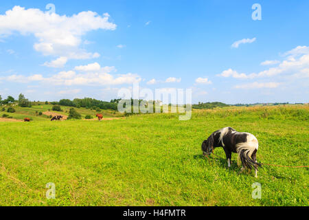 Kleines Pony Pferd Weiden auf grüner Wiese an sonnigen Sommertag in der Nähe von Krakau, Polen Stockfoto