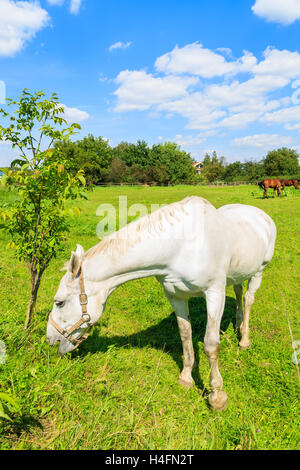 Weißes Pferd Weiden auf grünen Weiden im ländlichen Bereich der Stadt Krakau, Polen Stockfoto