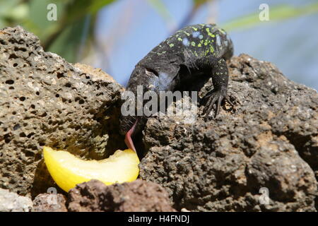 Teneriffa oder West Kanaren Eidechse Stockfoto