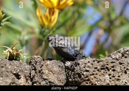 Teneriffa oder West Kanaren Eidechse Stockfoto