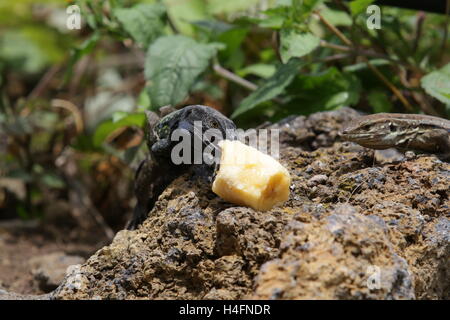 Teneriffa oder West Kanaren Eidechse Stockfoto