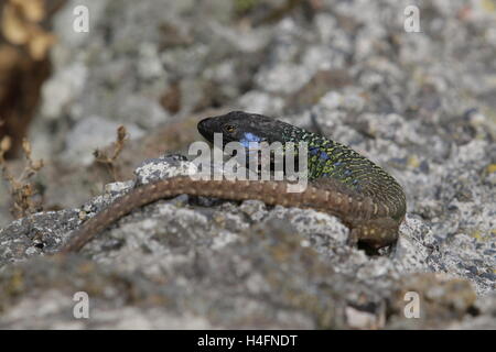 Teneriffa oder West Kanaren Eidechse Stockfoto