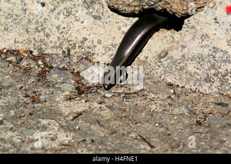 Teneriffa oder West Kanaren Eidechse Stockfoto