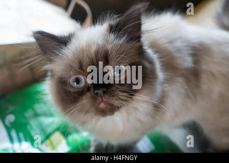 Nahaufnahme einer Himalaya-Rasse der Katze. Stockfoto