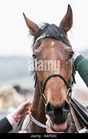 Cheltenham Festival-Horse-Racing-Event veranstaltet jedes Jahr im März. National Hunt Race Meeting über Sprünge, Hürden, Zäune, England. U.K Stockfoto