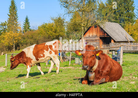 Braune Kühe auf grünen Wiese im Herbst in Pieniny-Gebirge in der Nähe von Szczawnica, Polen Stockfoto