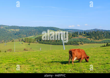 Kuh Weiden auf der grünen Wiese in der Nähe von Skilift in Pieniny-Gebirge, Polen Stockfoto