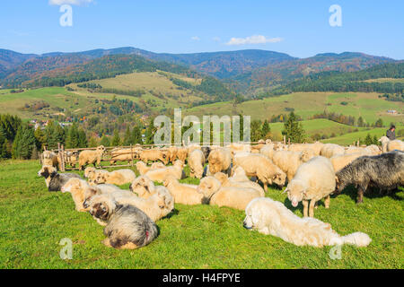 Berg-Schäferhund Bewachung Schafe weiden auf grüner Wiese am sonnigen Tag, Pieniny-Gebirge, Polen Stockfoto