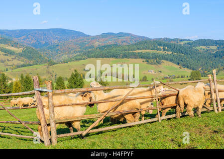 Bergschafe im Besitz von Stift am sonnigen Tag, Pieniny-Gebirge, Polen Stockfoto