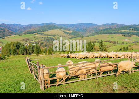 Bergschafe im Besitz von Stift am sonnigen Tag, Pieniny-Gebirge, Polen Stockfoto