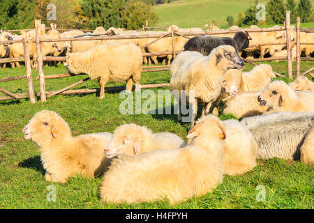 Bergschafe im Besitz von Stift am sonnigen Tag, Pieniny-Gebirge, Polen Stockfoto