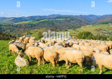 Bergschafe im Besitz von Stift am sonnigen Tag, Pieniny-Gebirge, Polen Stockfoto