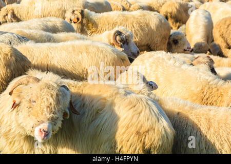 Bergschafe im Besitz von Stift am sonnigen Tag, Pieniny-Gebirge, Polen Stockfoto