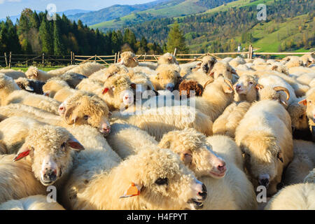 Bergschafe im Besitz von Stift am sonnigen Tag, Pieniny-Gebirge, Polen Stockfoto