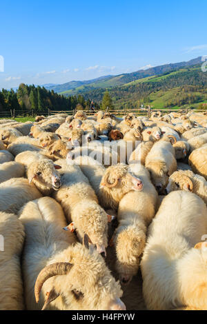 Bergschafe im Besitz von Stift am sonnigen Tag, Pieniny-Gebirge, Polen Stockfoto