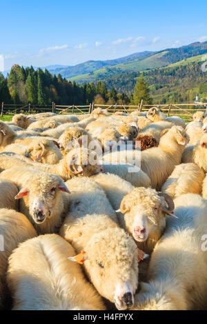 Bergschafe im Besitz von Stift am sonnigen Tag, Pieniny-Gebirge, Polen Stockfoto