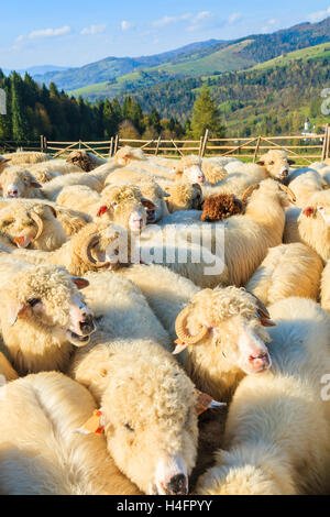 Bergschafe im Besitz von Stift am sonnigen Tag, Pieniny-Gebirge, Polen Stockfoto