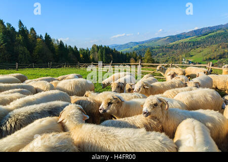 Bergschafe im Besitz von Stift am sonnigen Tag, Pieniny-Gebirge, Polen Stockfoto