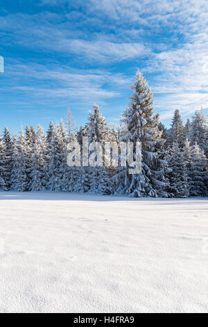 Winterbäume in Beskiden Bienenhonigs bedeckt mit frischem Schnee, Polen Stockfoto