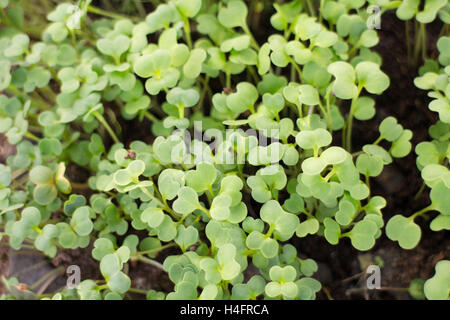 Grüne kleine Pflanzen wachsen, Bauernhof inspiriert Stockfoto