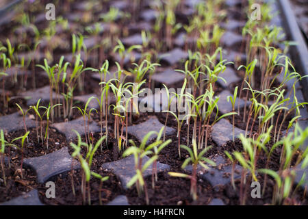 Dünne kleine Grün-Transplantationen, Bauernhof inspiriert Stockfoto