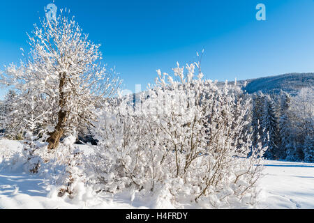 Winterbäume in Beskiden Bienenhonigs bedeckt mit frischem Schnee, Polen Stockfoto