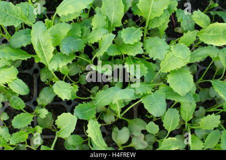 Grünkohl-Transplantationen grün, inspiriert Essen Stockfoto