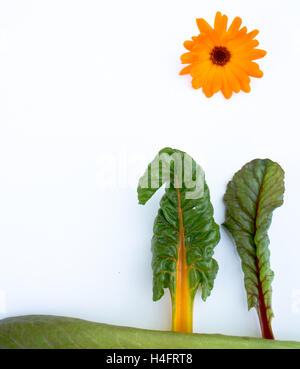 Fee Traumwelt Mangold wie Häuser, Salat als der Rasen und ein Calendula wie die Sonne Stockfoto