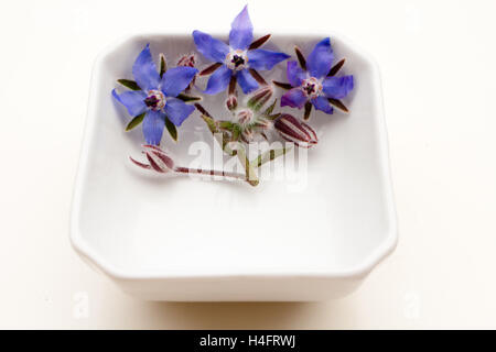 Blaue Borretsch essbare Blumen Stern mit einigen Stiel in einem Container, Bauernhof inspiriert Stockfoto