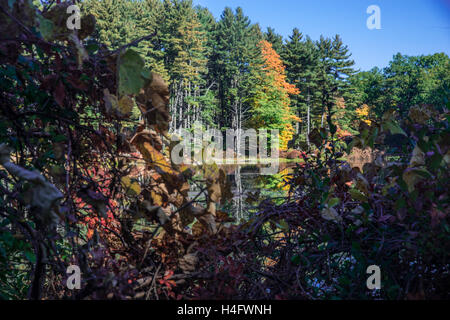 Herbst Laub Harriman State Park New York Stockfoto