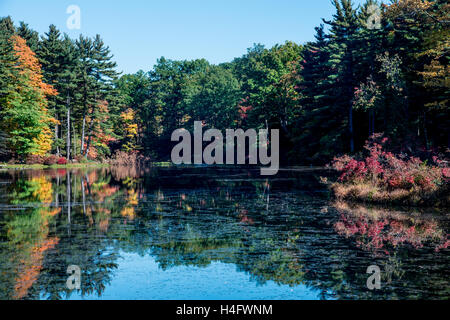 Herbst Laub Harriman State Park New York Stockfoto