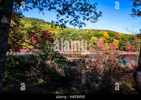 Herbst Laub Harriman State Park New York Stockfoto