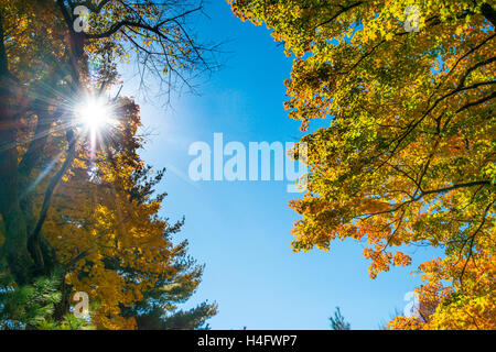 Herbst Laub Harriman State Park New York Stockfoto