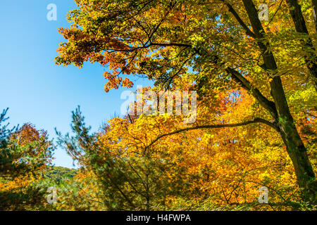 Herbst Laub Harriman State Park New York Stockfoto