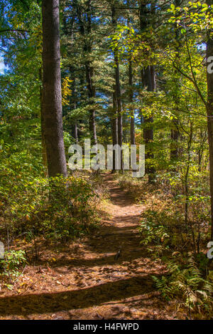 Herbst Laub Harriman State Park New York Stockfoto