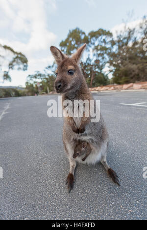 Bennets Wallaby mit Joey im Beutel-Portrait. Tasmanien, Australien. Stockfoto