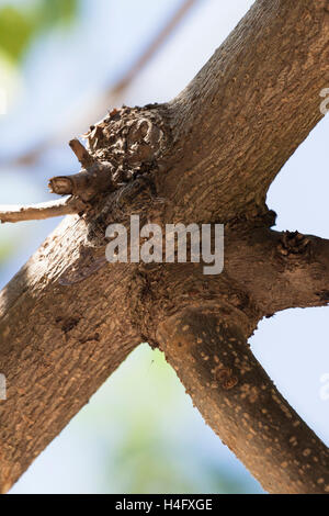 Zikade getarnt auf dem Baum in Spanien. Stockfoto