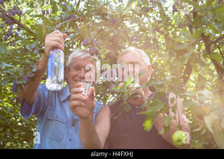 Zwei glückliche Senioren mit Flasche Alkohol genießen sonnigen Tag im Freien unter Obstbäumen. Stockfoto