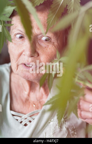 Schockiert senior Frau betrachten Cannabis-Pflanze. Stockfoto