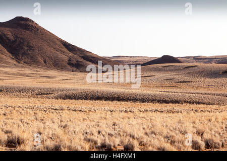 Feenkreise in der Nähe der Naukluft Gebirge am Sossusvlei, Namibia Stockfoto