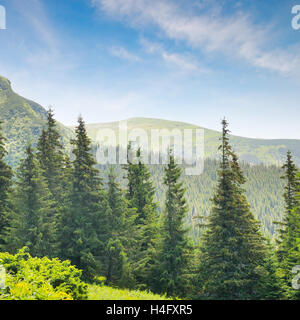 Fichtenwald am Hang und Himmel Stockfoto