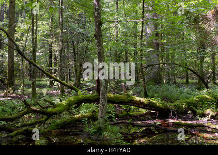 Tot gebrochenen Bäume Moos eingewickelt mit Brennnessel über in Summmertime schattig wächst stehen, Białowieża Wald, Polen, Europa Stockfoto