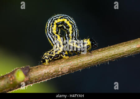 Getrübte Elster Motte (Abraxas Sylvata) Raupe. Markante Larve in der Familie Geometridae auf Wych Ulme (Ulmus Glabra) Stockfoto