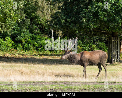 Hirsch. Schlammig, hat eindeutig schwelgen! Stockfoto